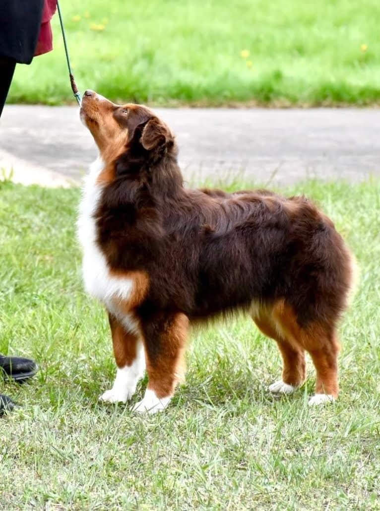 Miniature American Shepherd dog trainer