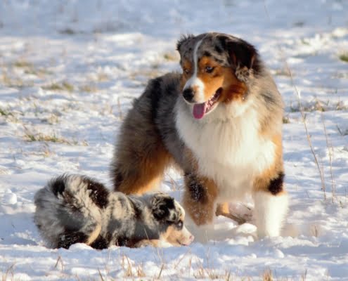 breeding American shepherds