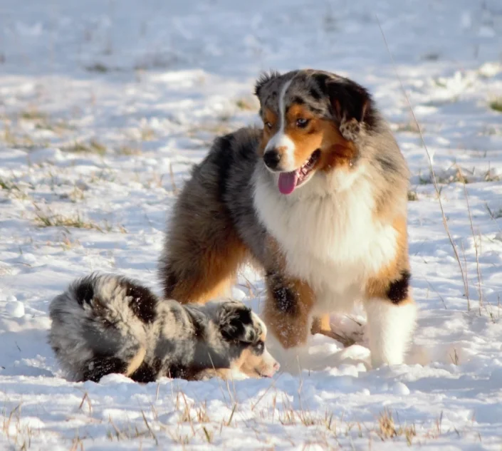 breeding American shepherds