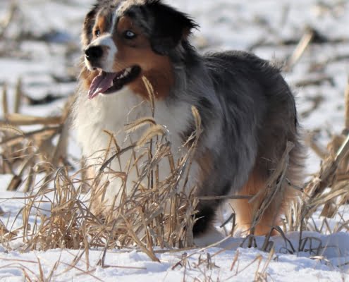 breeding American shepherds