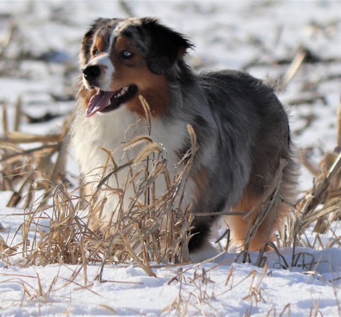 breeding American shepherds