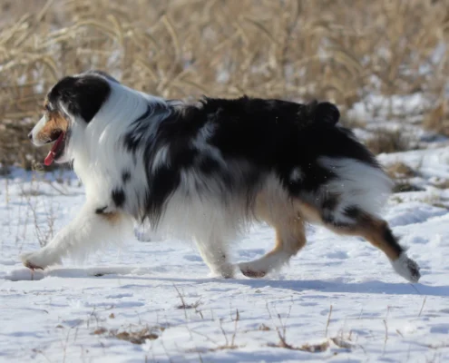 Niagara dog breeder