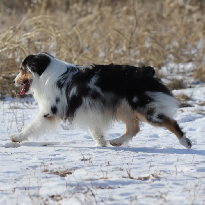 Niagara dog breeder