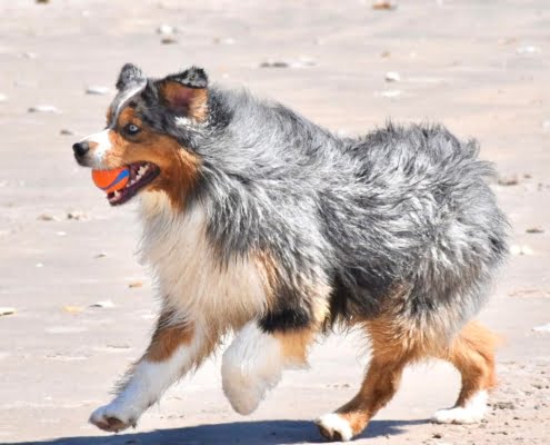 breeding American shepherds