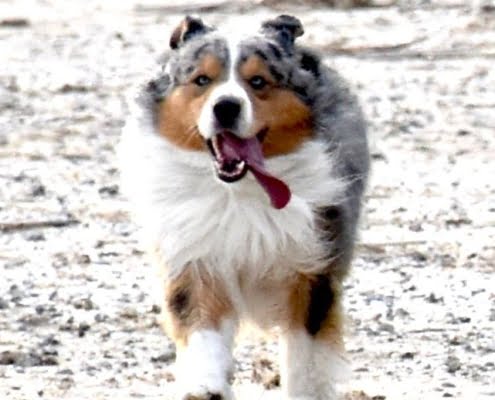 breeding American shepherds