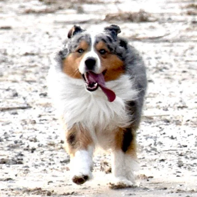 breeding American shepherds