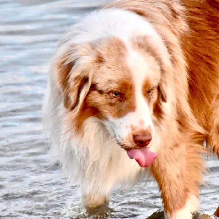 breeding American shepherds