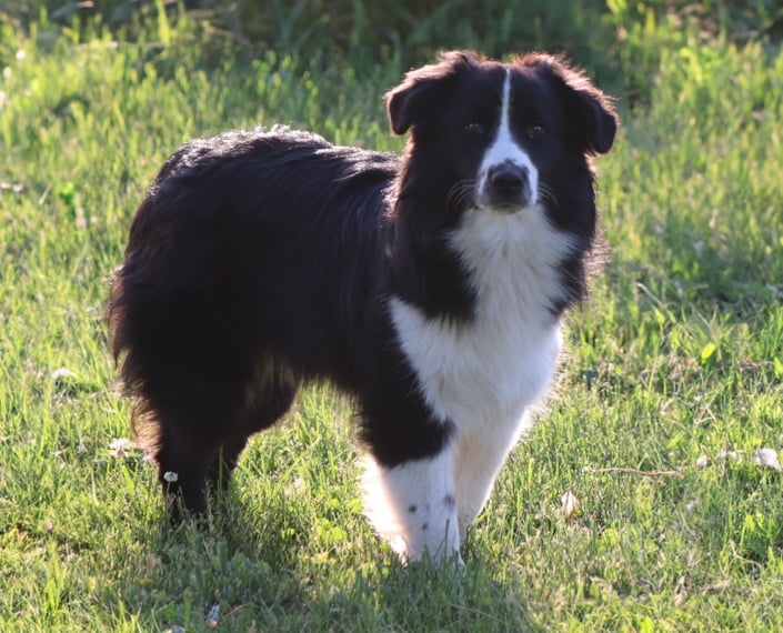 mini shepherd breeder