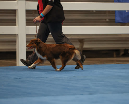 miniature American shepherds