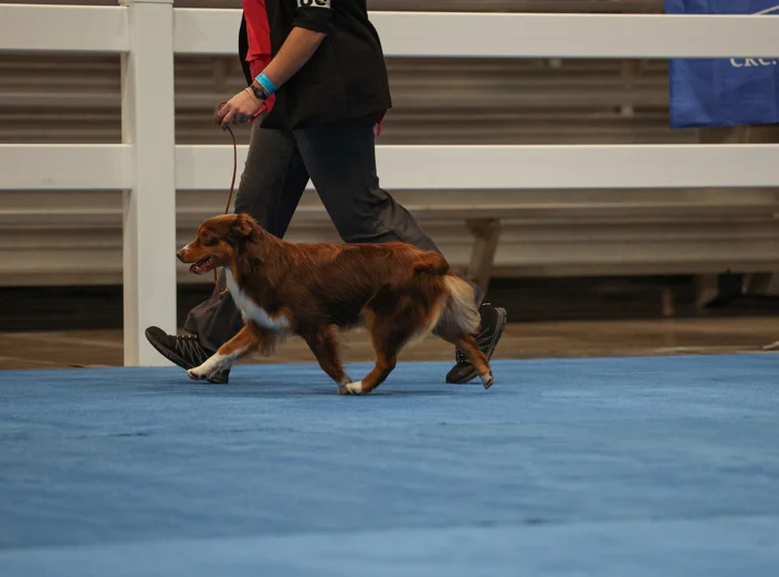 miniature American shepherds