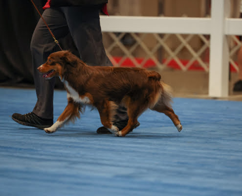 miniature American shepherds