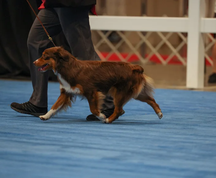 miniature American shepherds