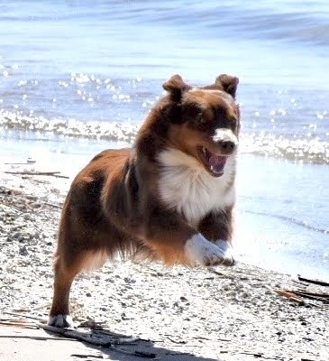 miniature American shepherds