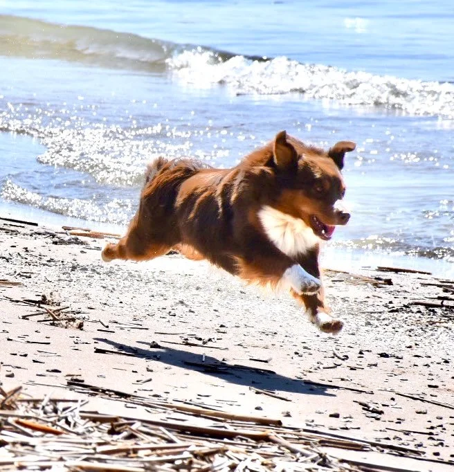 miniature American shepherds