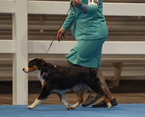 miniature American shepherd breeder in Niagara