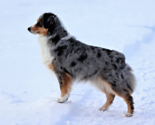 miniature American shepherds