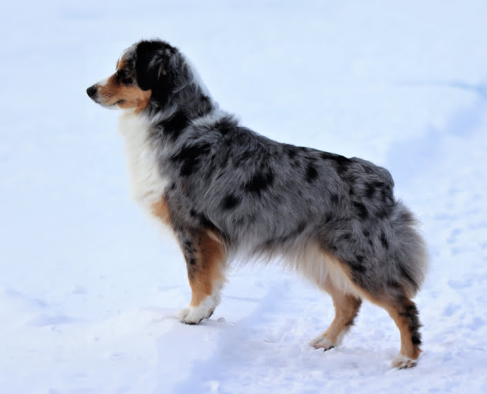 miniature American shepherds