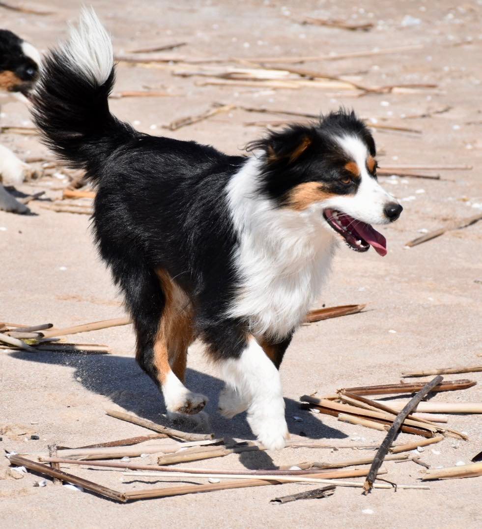 arklys minis for sale