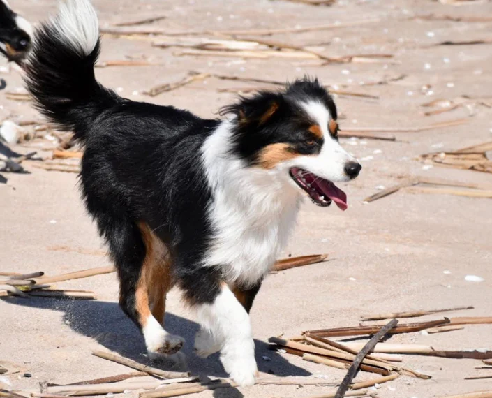 miniature American shepherd breeder