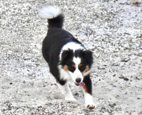 miniature American shepherd breeder