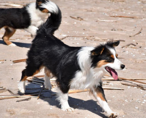 miniature American shepherd breeder