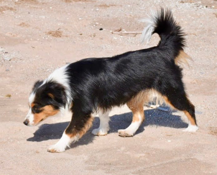 miniature American shepherd breeder