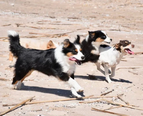 miniature American shepherd breeder