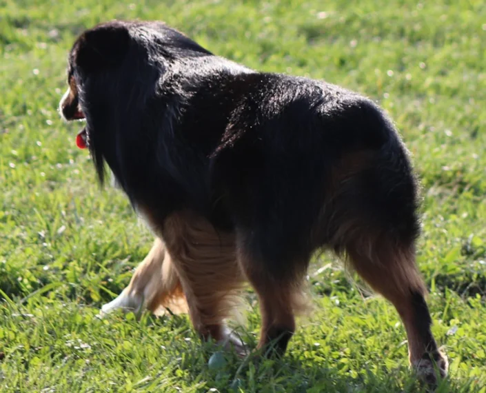 Niagara dog breeder