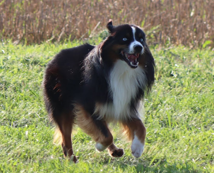 Niagara dog breeder