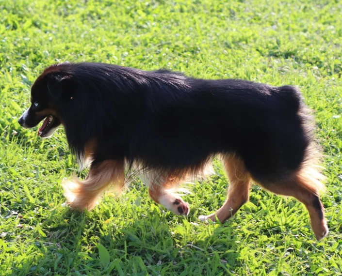 Niagara dog breeder