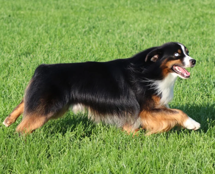 miniature American shepherd breeder in Niagara