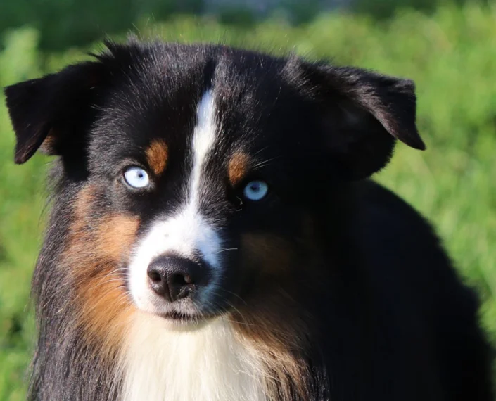 miniature American shepherd breeder in Niagara