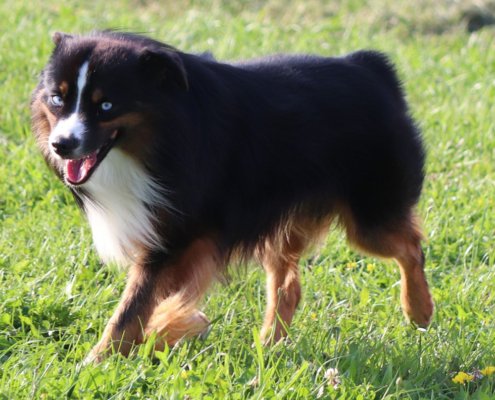 miniature American shepherd breeder in Niagara