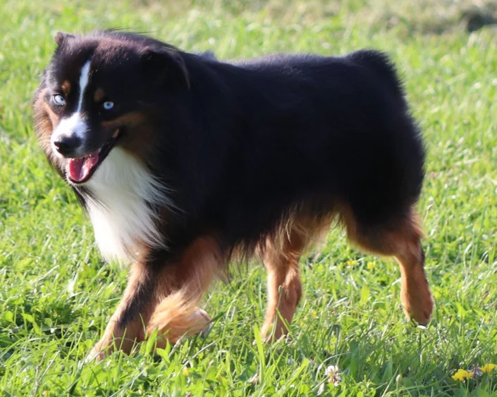 miniature American shepherd breeder in Niagara