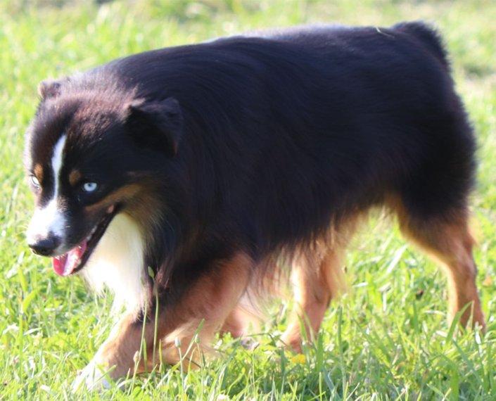 miniature American shepherd breeder in Niagara