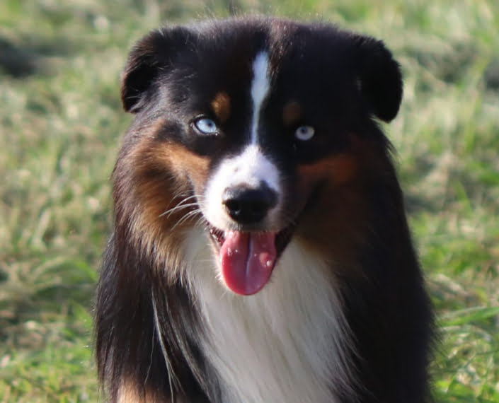 miniature American shepherd breeder in Niagara