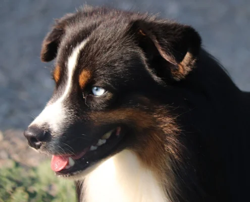 miniature American shepherd breeder in Niagara