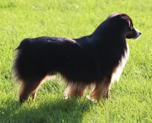 miniature American shepherd breeder in Niagara