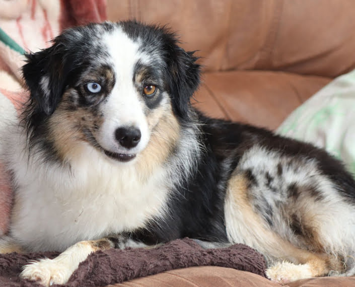 mini shepherd breeder