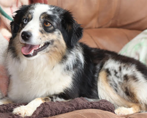 mini shepherd breeder