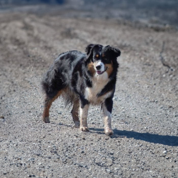 cute dog breeder Niagara