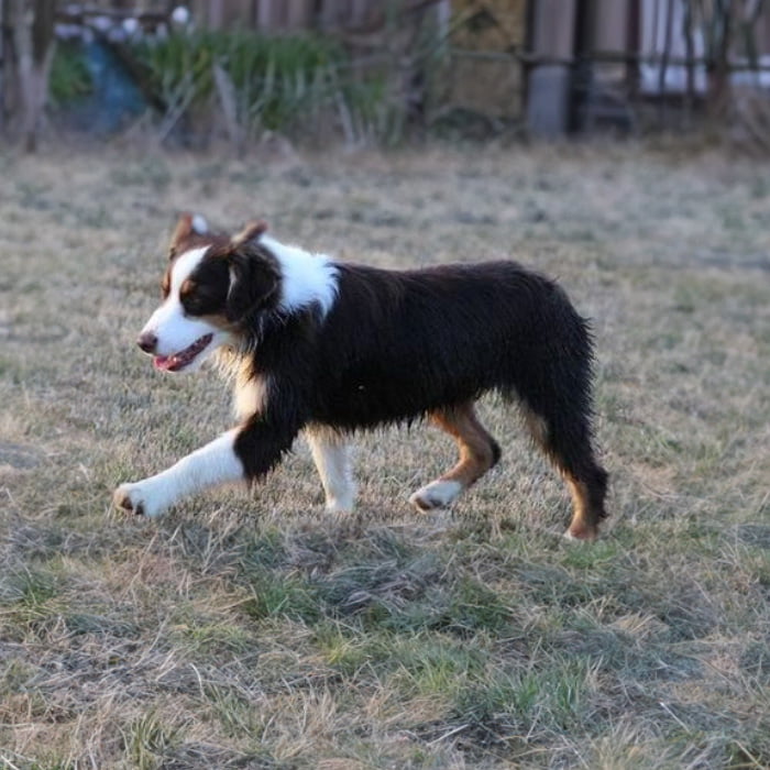 cute dog breeder Niagara