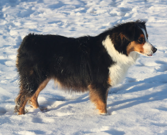 mini shepherd breeder