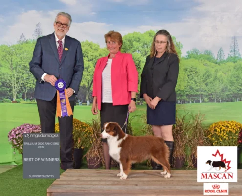 miniature American shepherd breeder