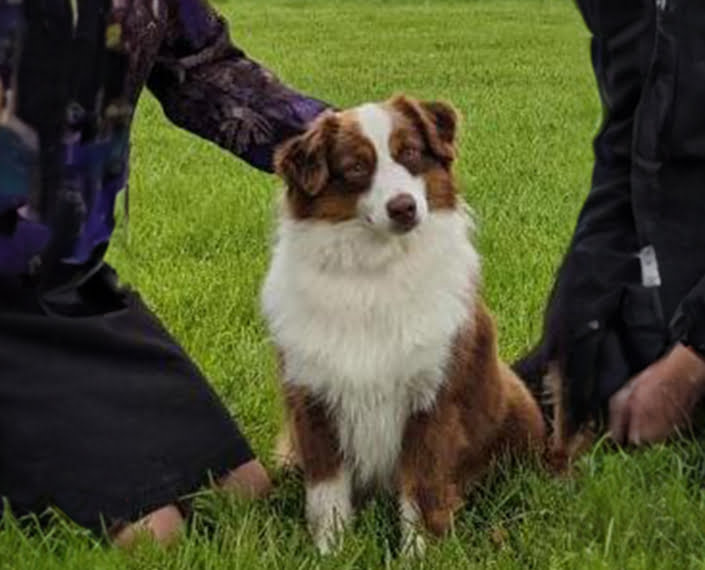 miniature American shepherd breeder