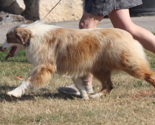 breeding American shepherds