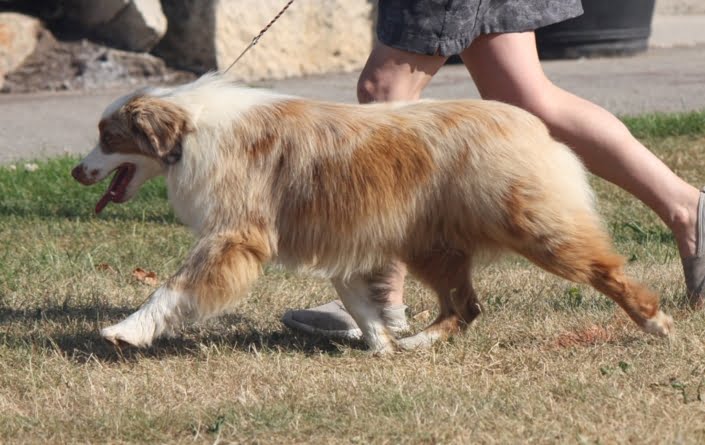 breeding American shepherds