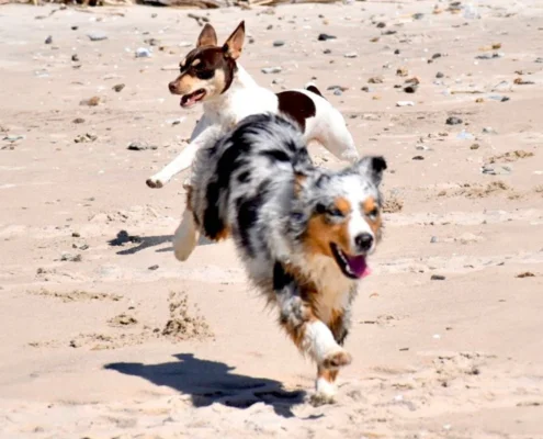 miniature American shepherd breeder