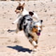 miniature American shepherd breeder miniature American shepherd breeder