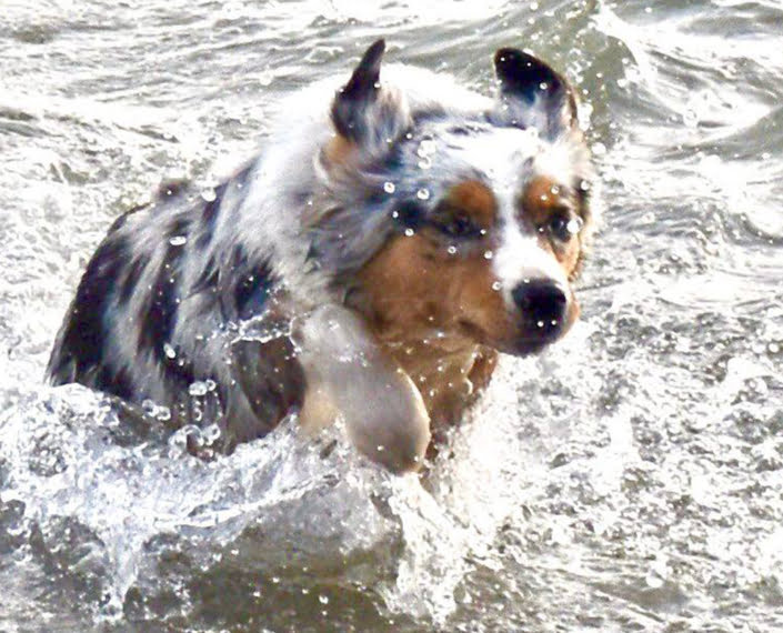 miniature American shepherd breeder